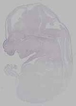 EMAGE:16232