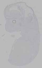 EMAGE:16232