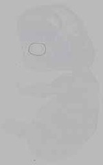 EMAGE:16232