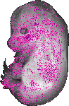 mouse atlas EMAGE spatial in situ gene expression database None
