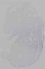 EMAGE:16252