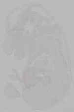 EMAGE:16260