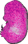 mouse atlas EMAGE spatial in situ gene expression database None