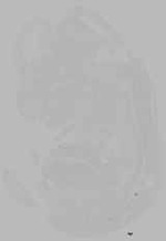 EMAGE:16275