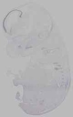 EMAGE:16276
