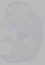 EMAGE:16279