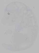EMAGE:16279