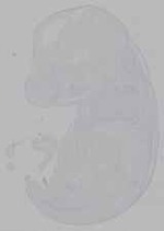 EMAGE:16279