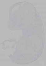 EMAGE:16279