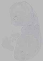 EMAGE:16279
