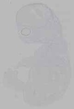 EMAGE:16279