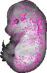 mouse atlas EMAGE spatial in situ gene expression database None