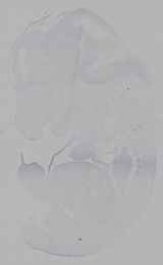 EMAGE:16298