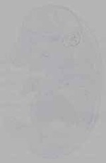 EMAGE:16325