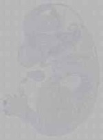 EMAGE:16334