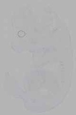 EMAGE:16335