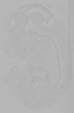EMAGE:16335