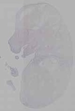 EMAGE:16335
