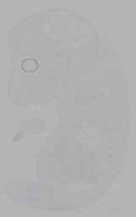 EMAGE:16342