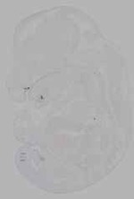 EMAGE:16346