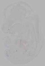 EMAGE:16346