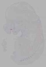 EMAGE:16346