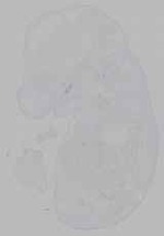 EMAGE:16346