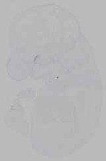 EMAGE:16346
