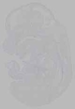 EMAGE:16347