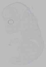 EMAGE:16349