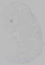 EMAGE:16349