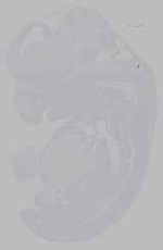 EMAGE:16361