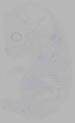 EMAGE:16365