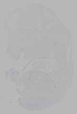 EMAGE:16365