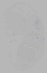 EMAGE:16365