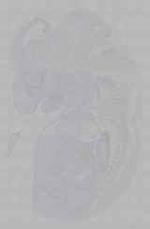 EMAGE:16369