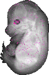 mouse atlas EMAGE spatial in situ gene expression database None