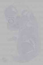 EMAGE:16372