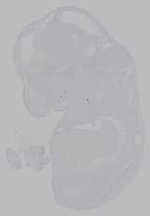 EMAGE:16399