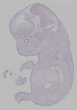 EMAGE:16401