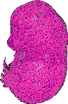 mouse atlas EMAGE spatial in situ gene expression database None