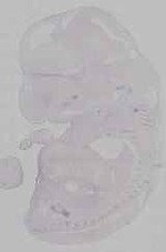 EMAGE:16463