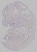 EMAGE:16463