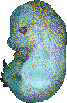 EMAGE:16464