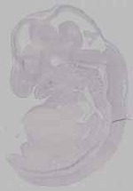 EMAGE:16464