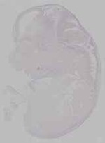 EMAGE:16464