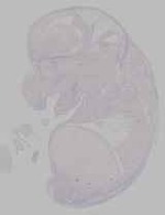 EMAGE:16464