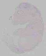 EMAGE:16464