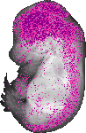 mouse atlas EMAGE spatial in situ gene expression database None