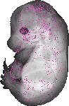 mouse atlas EMAGE spatial in situ gene expression database None